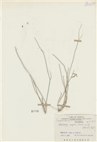 藏品(細葉蘭花參)的圖片